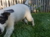 Mr Litter Hypnos - ADOPTED 10.15.17