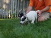 Mr Litter Hypnos - ADOPTED 10.15.17
