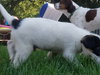 Mr Litter Hypnos - ADOPTED 10.15.17