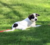Mr Litter Hypnos - ADOPTED 10.15.17