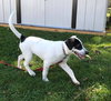 Mr Litter Hypnos - ADOPTED 10.15.17