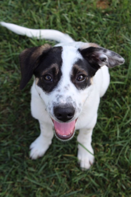 Mr Litter Hypnos - ADOPTED 10.15.17