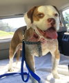 Vonn -  ADOPTED 09.13.17