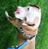 Vonn -  ADOPTED 09.13.17