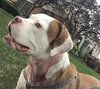 Vonn -  ADOPTED 09.13.17