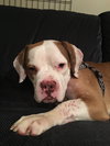 Vonn -  ADOPTED 09.13.17
