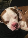 Vonn -  ADOPTED 09.13.17