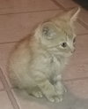 Smyth ♥ - ADOPTED 11.02.17