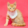 Smyth ♥ - ADOPTED 11.02.17