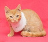 Smyth ♥ - ADOPTED 11.02.17