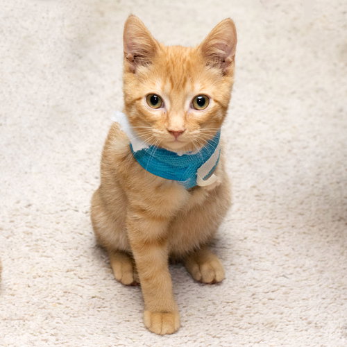 Smyth ♥ - ADOPTED 11.02.17