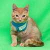 Smyth ♥ - ADOPTED 11.02.17