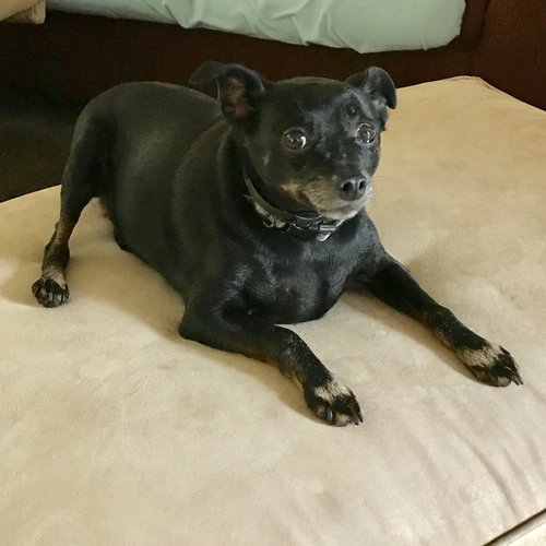 Skosh - ADOPTED 01.23.18