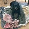 Skosh - ADOPTED 01.23.18