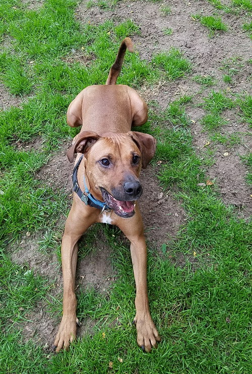 Hunter - ADOPTED 01.18.19