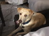 Kona - Nr Litter (mom)  - ADOPTED 12.31.17