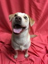 Kona - Nr Litter (mom)  - ADOPTED 12.31.17