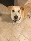 Kona - Nr Litter (mom)  - ADOPTED 12.31.17