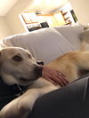 Kona - Nr Litter (mom)  - ADOPTED 12.31.17