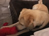 Kona - Nr Litter (mom)  - ADOPTED 12.31.17