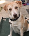 Kona - Nr Litter (mom)  - ADOPTED 12.31.17