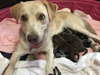 Kona - Nr Litter (mom)  - ADOPTED 12.31.17