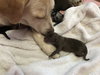 Kona - Nr Litter (mom)  - ADOPTED 12.31.17