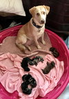 Kona - Nr Litter (mom)  - ADOPTED 12.31.17