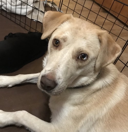 Kona - Nr Litter (mom)  - ADOPTED 12.31.17