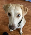 Kona - Nr Litter (mom)  - ADOPTED 12.31.17