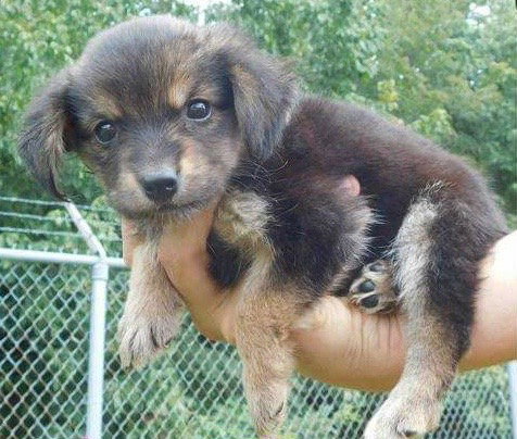 Tula - ADOPTED 09.23.17