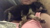 Tula - ADOPTED 09.23.17