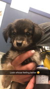 Tula - ADOPTED 09.23.17
