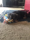 Tula - ADOPTED 09.23.17