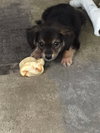 Tula - ADOPTED 09.23.17
