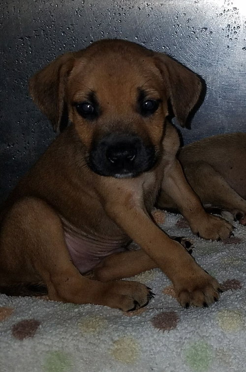 Flash ♥  - ADOPTED 10.08.17