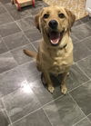 Remi (FP) - ADOPTED 01.21.18