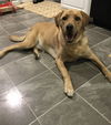 Remi (FP) - ADOPTED 01.21.18