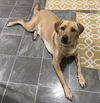 Remi (FP) - ADOPTED 01.21.18