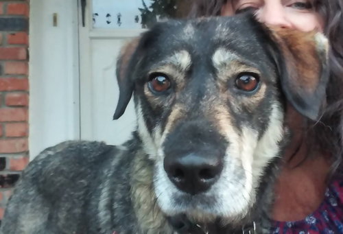Dorothy - ADOPTED 10.1.17