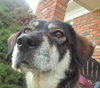 Dorothy - ADOPTED 10.1.17