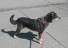 Dorothy - ADOPTED 10.1.17