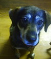Dorothy - ADOPTED 10.1.17