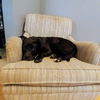 Marco - ADOPTED 10.4.17