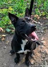 Marco - ADOPTED 10.4.17