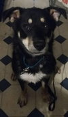 Artemis - ADOPTED 10.12.17