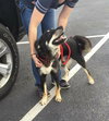 Artemis - ADOPTED 10.12.17