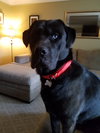 Snarfblatt - ADOPTED 10.20.17