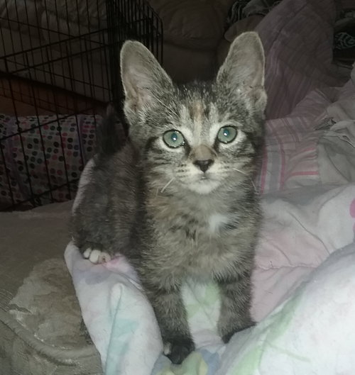 Teak - ADOPTED 10.07.17
