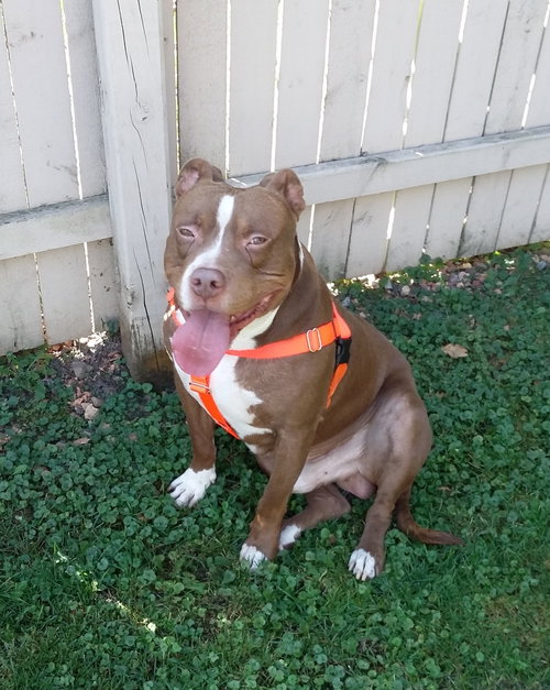 Howie - ADOPTED 04.07.18
